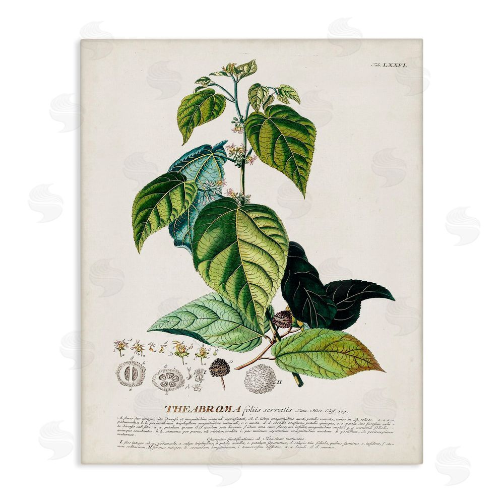 Unknown Botanical Plant Illustration Seeds And Leaves Vintage Design Stretched Canvas Wall Art Print