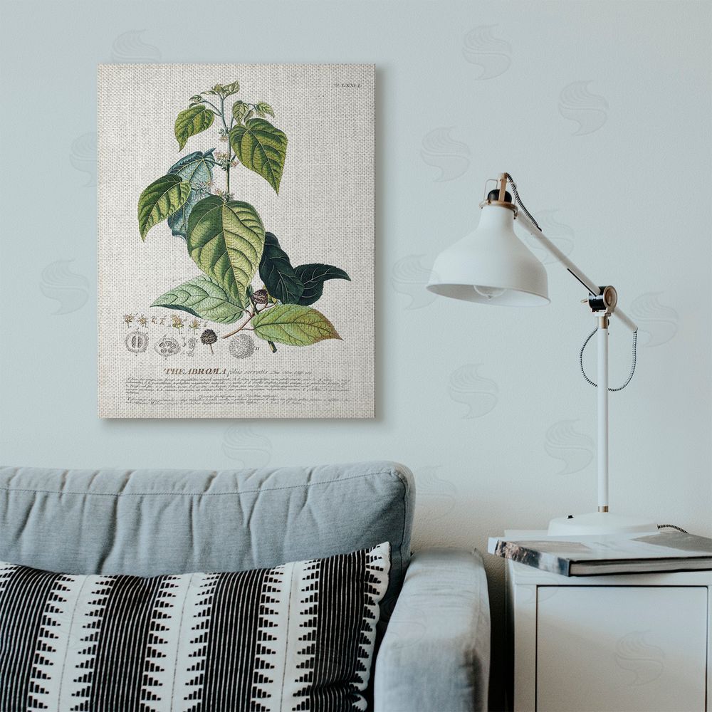 Unknown Botanical Plant Illustration Seeds And Leaves Vintage Design Stretched Canvas Wall Art in Room