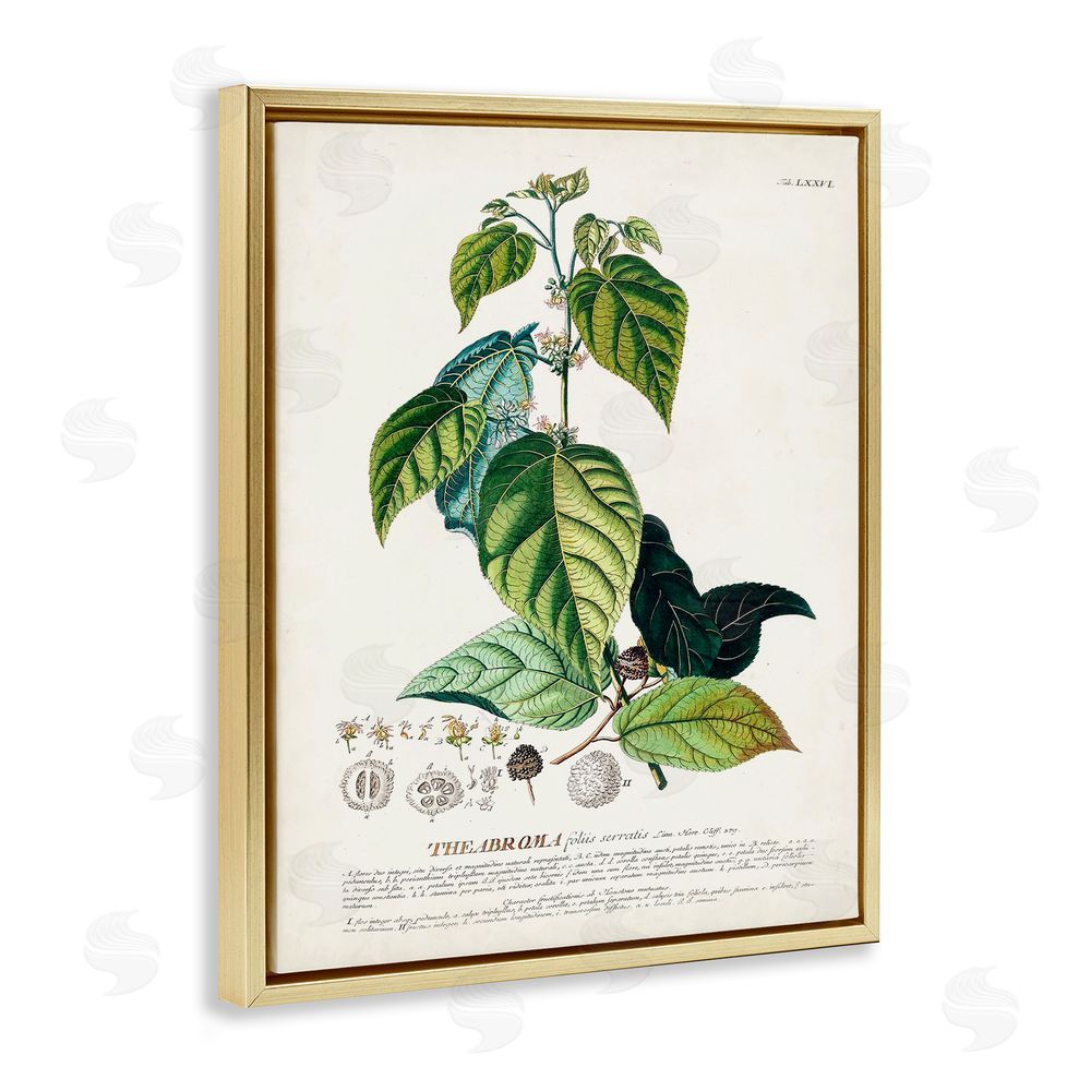 Unknown Botanical Plant Illustration Seeds And Leaves Vintage Design Gold Floating Frame Canvas Wall Art Print