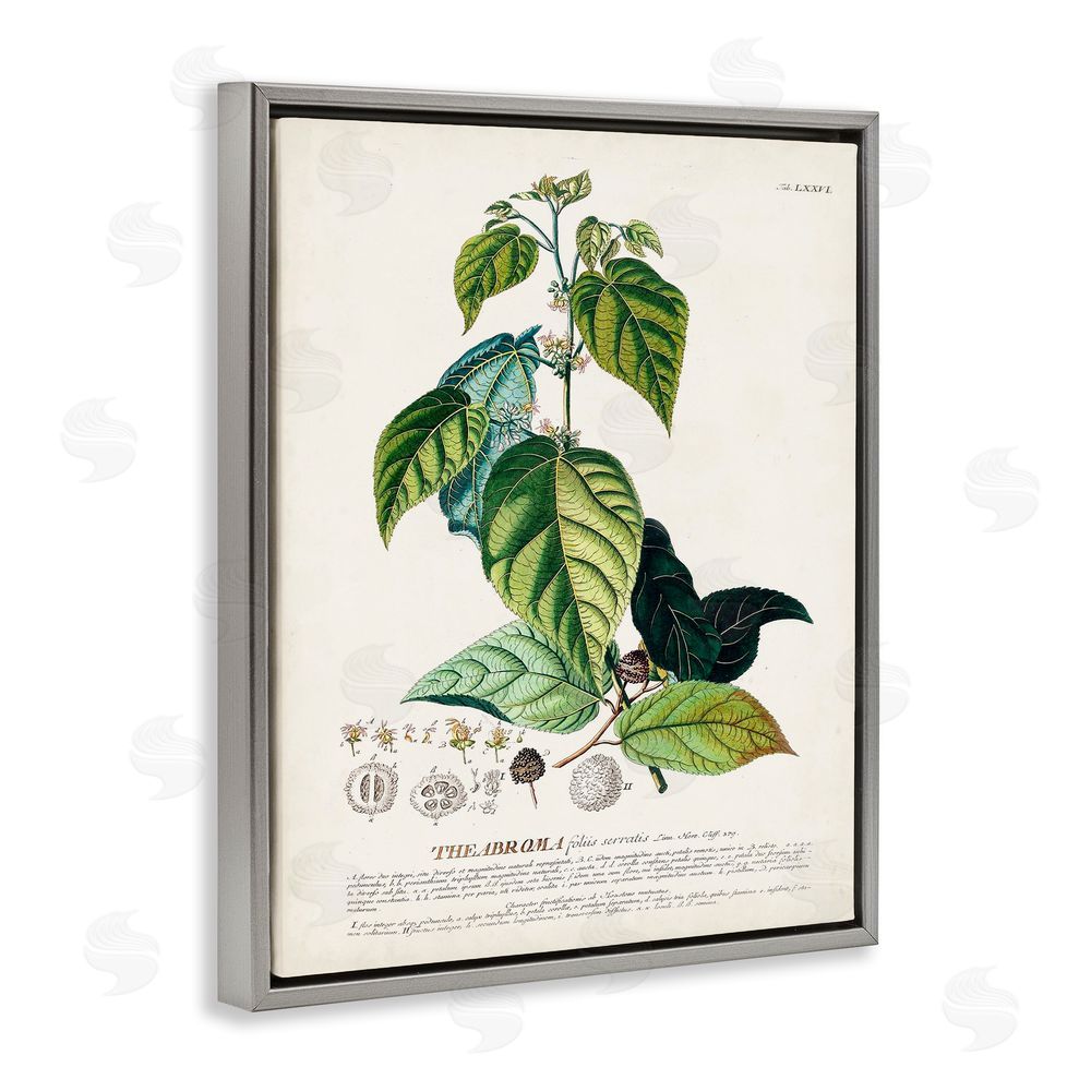 Unknown Botanical Plant Illustration Seeds And Leaves Vintage Design Gray Floating Frame Canvas Wall Art Print