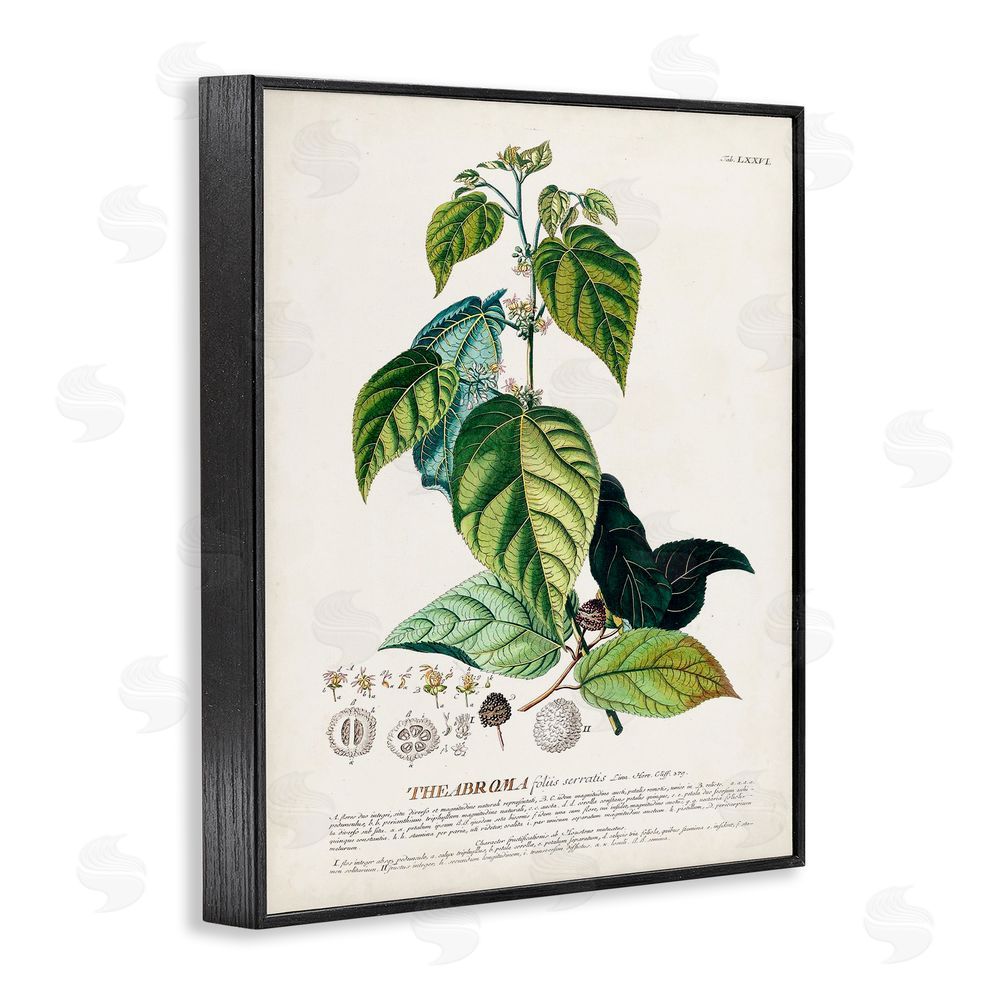 Unknown Botanical Plant Illustration Seeds And Leaves Vintage Design Black Framed Giclee Wall Art Print