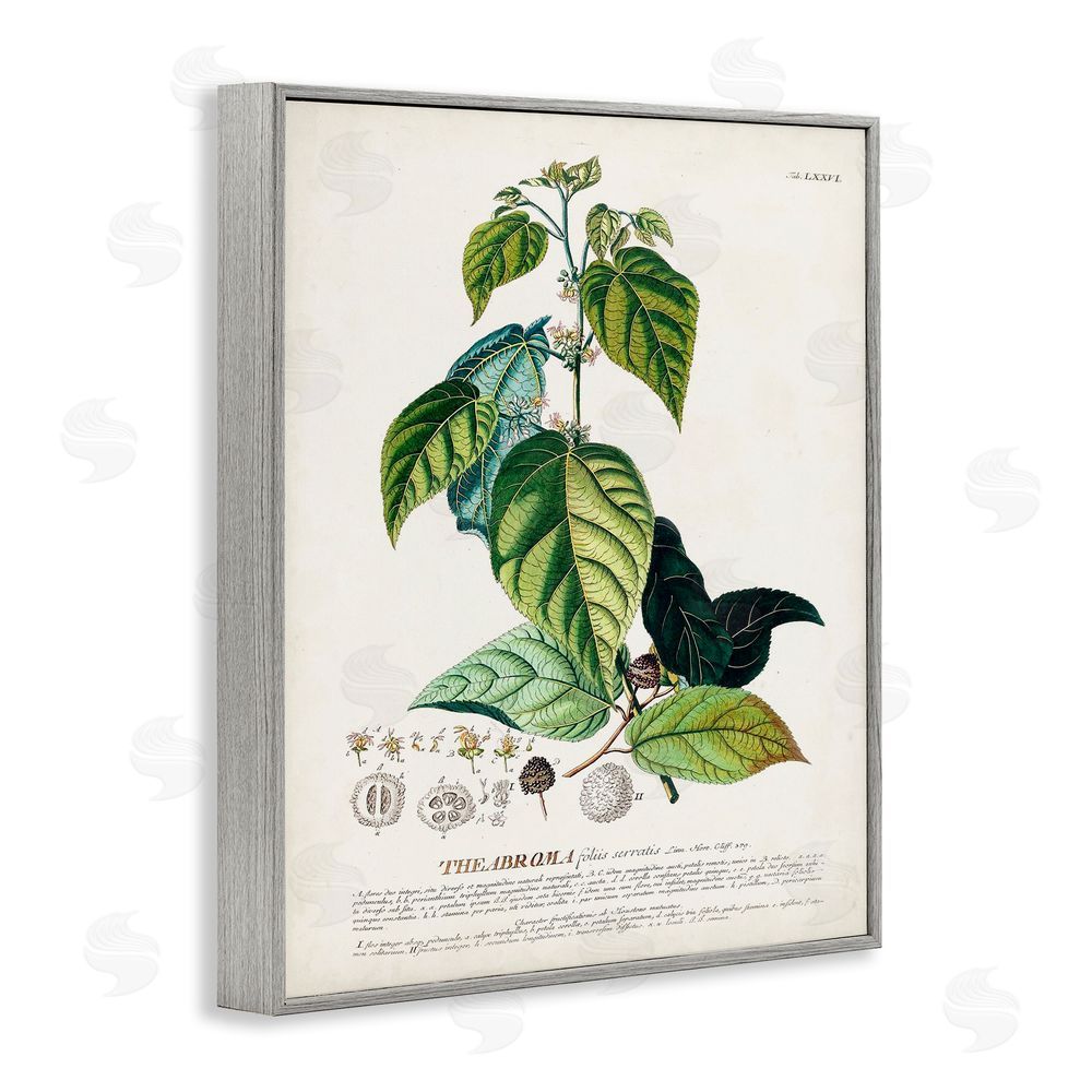 Unknown Botanical Plant Illustration Seeds And Leaves Vintage Design Gray Framed Giclee Wall Art Print