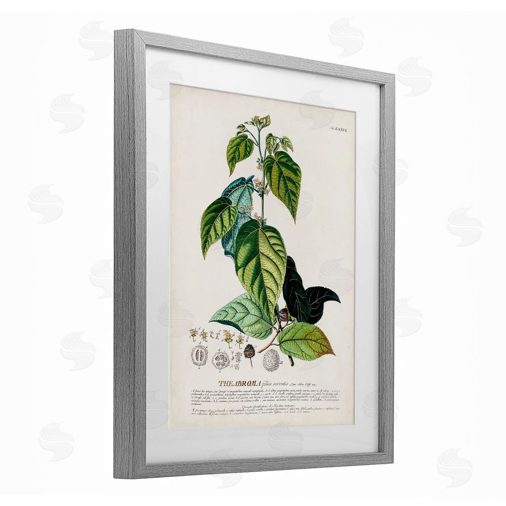 Unknown Botanical Plant Illustration Seeds And Leaves Vintage Design Gray Framed Print Under Glass Wall Art