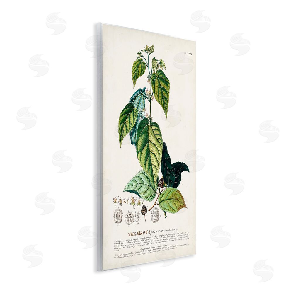 Unknown Botanical Plant Illustration Seeds And Leaves Vintage Design Wooden Wall Plaque Art Print