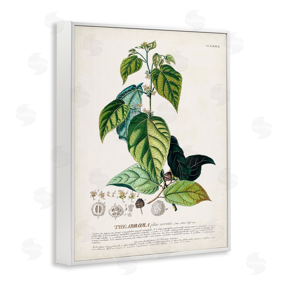 Unknown Botanical Plant Illustration Seeds And Leaves Vintage Design White Framed Giclee Wall Art Print